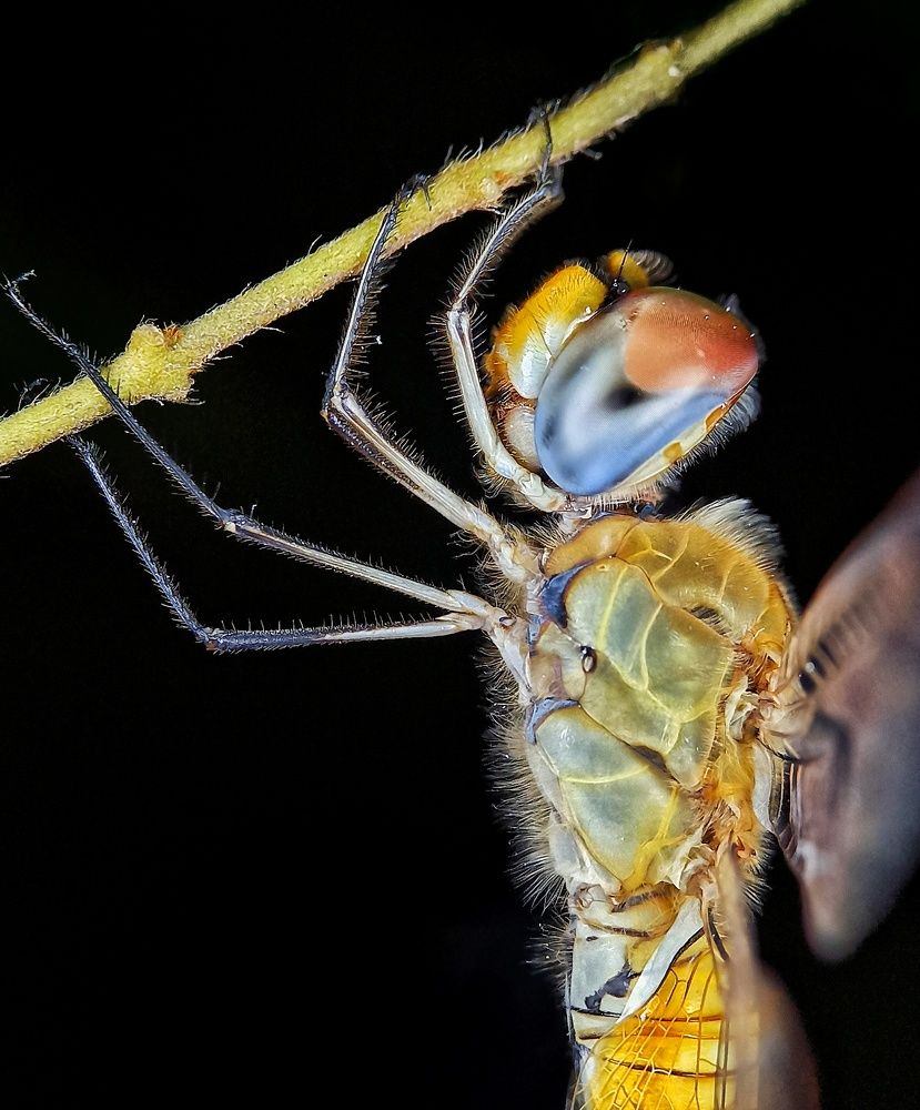 Фотография автора Rohit Maurya