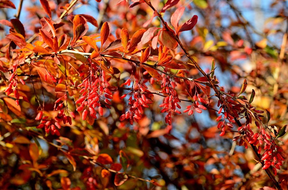 Фотография автора Алексей Volg