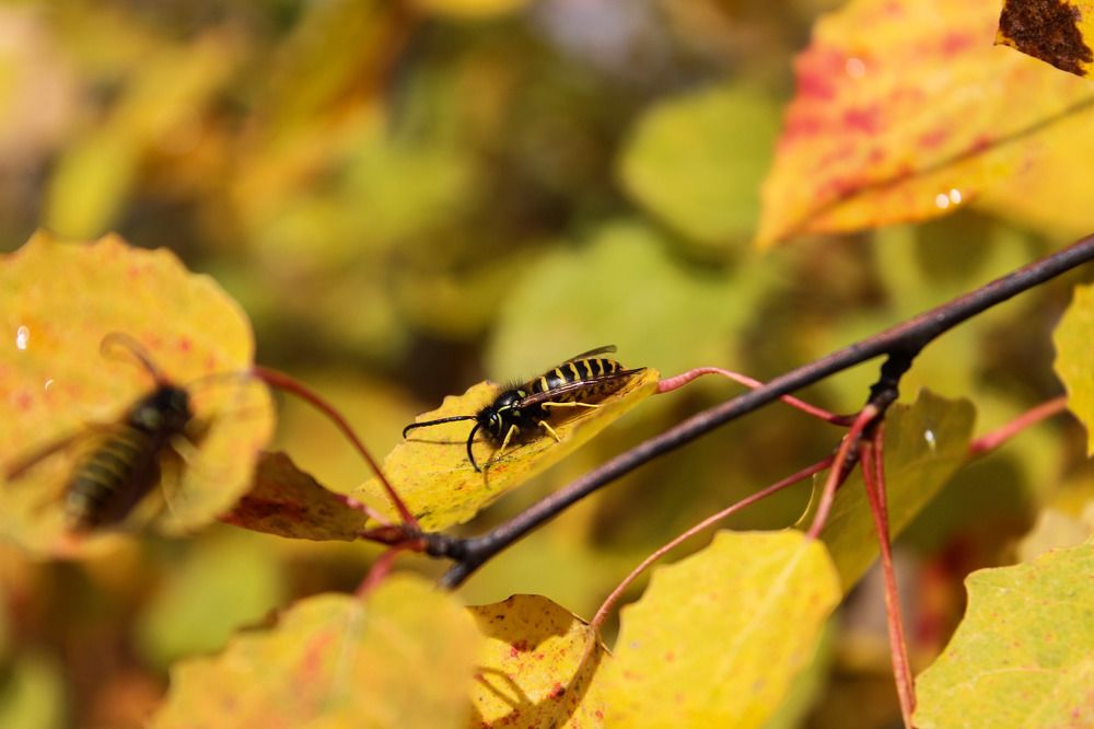 Photograph by Анастасия Чадина