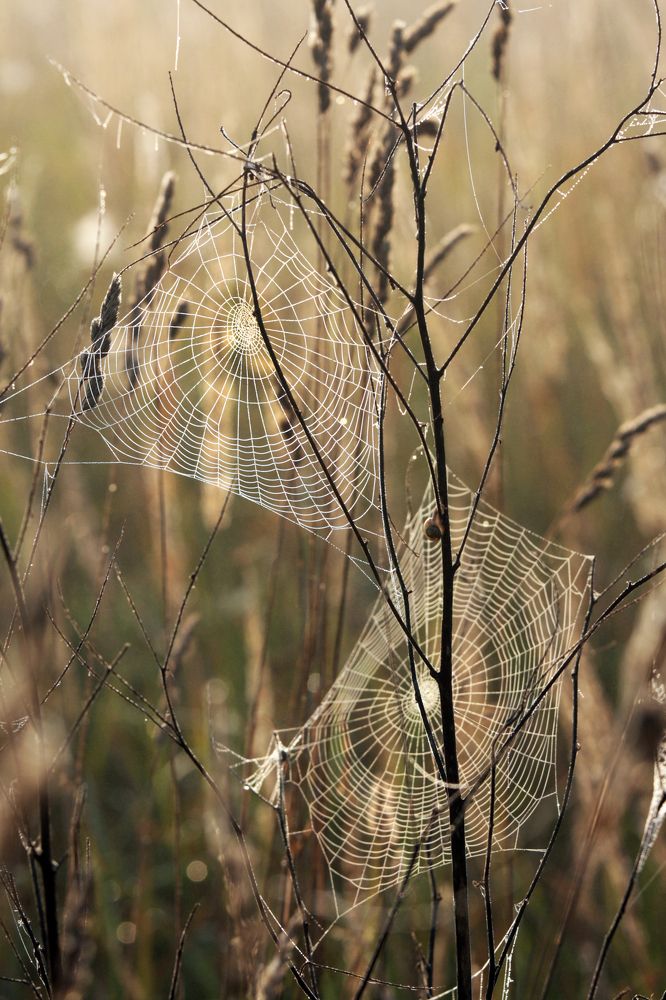 время паутины