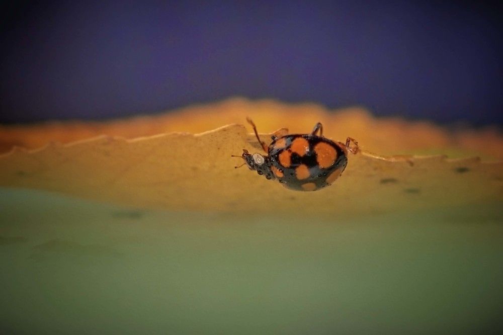 Photograph by Yuli Lerou