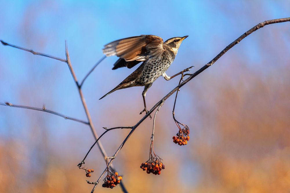 Photograph by Виктор Чернюк