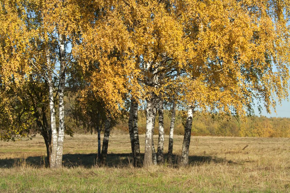 берёзовое золото