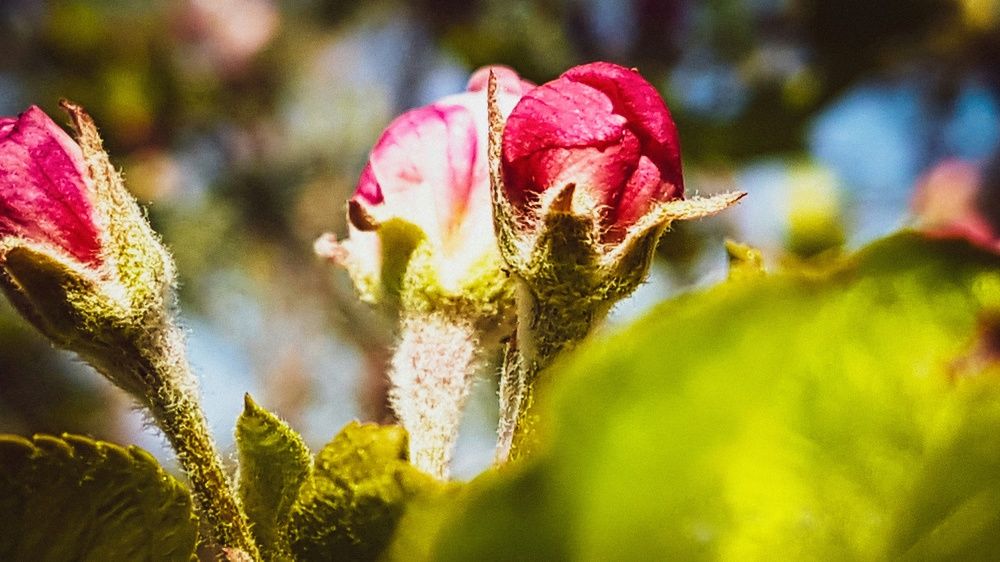 Цветет яблоня