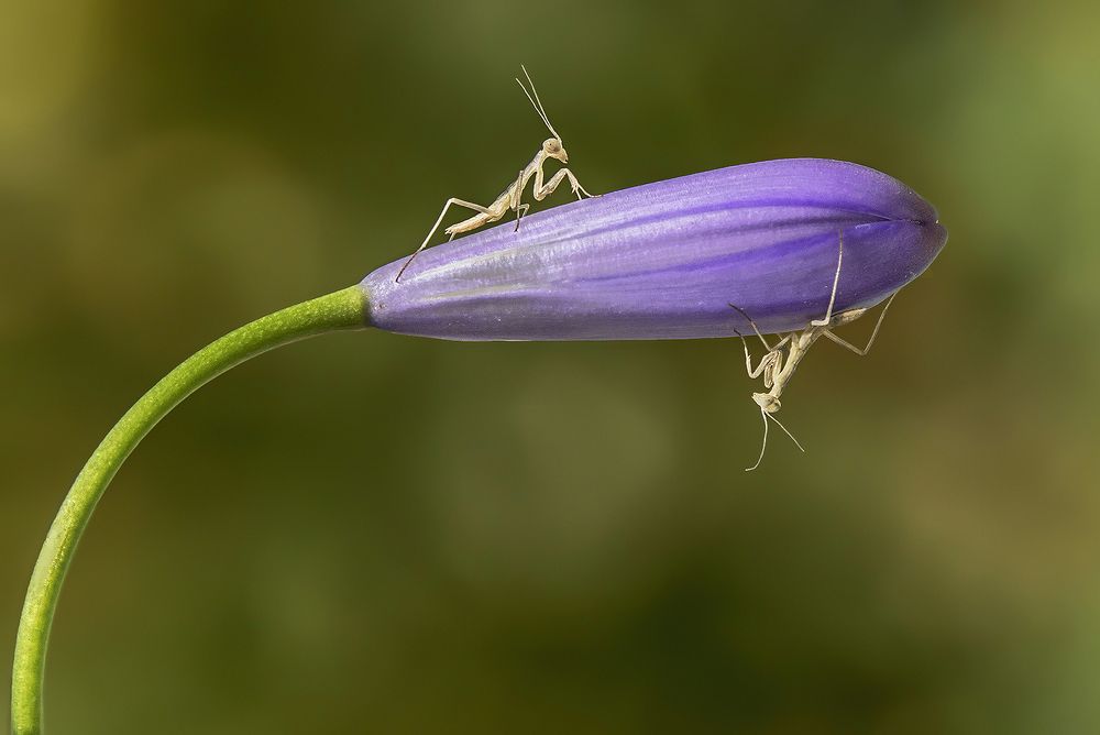 Photograph by Mario Fiorucci