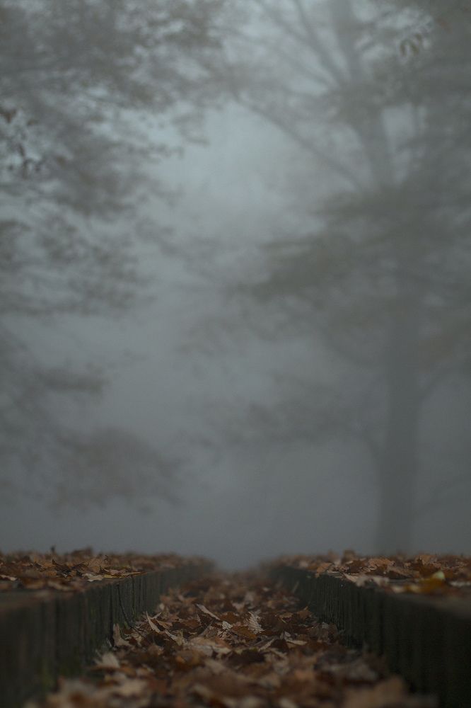 Фотография автора Alireza Karimian