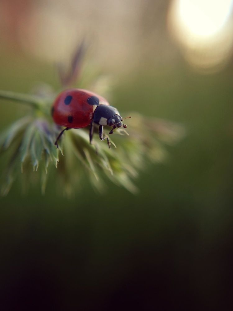 Photograph by Татьяна Пименкова