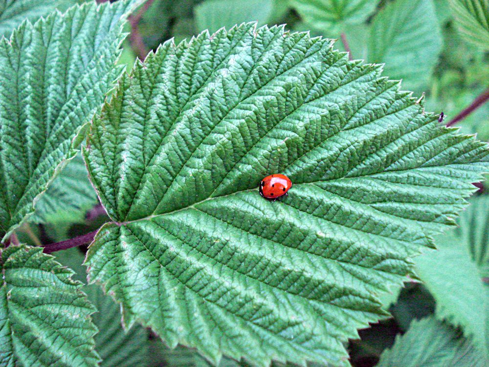 Photograph by София Гавриловна Вотякова