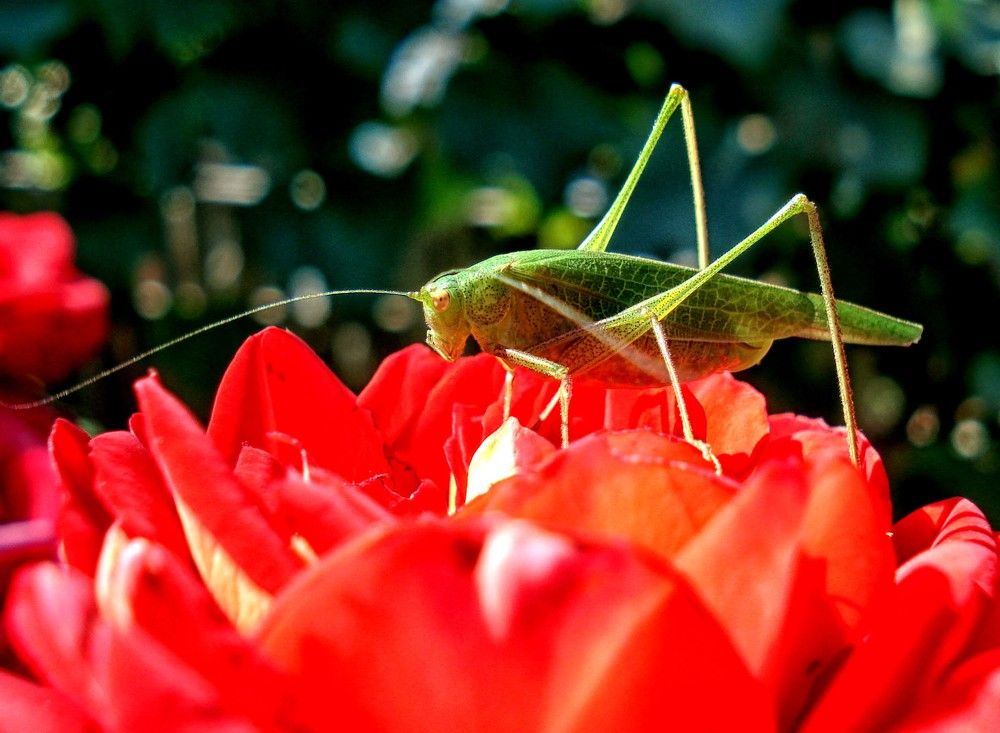 Photograph by София Гавриловна Вотякова