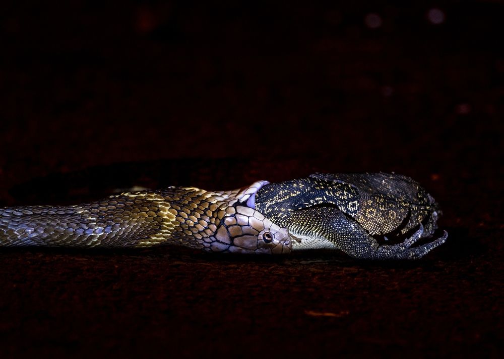 The King Cobra with a big meal