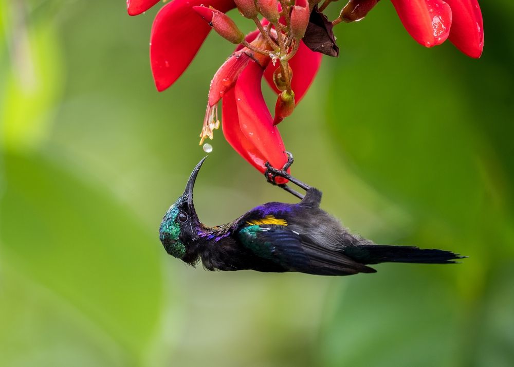 Copper-throated Sunbird (Leptocoma calcostetha) - Male