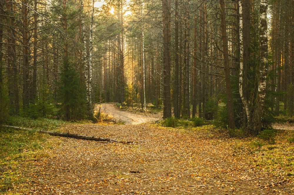 Лесная дорога