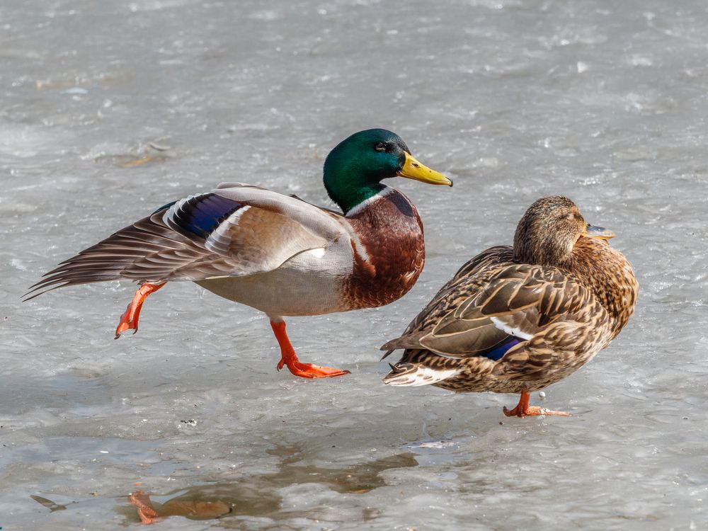 Photograph by Владимир Сурков