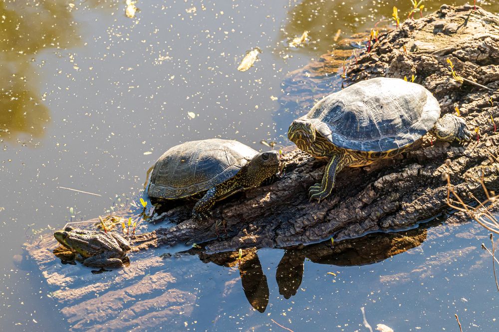Photograph by Владимир Сурков