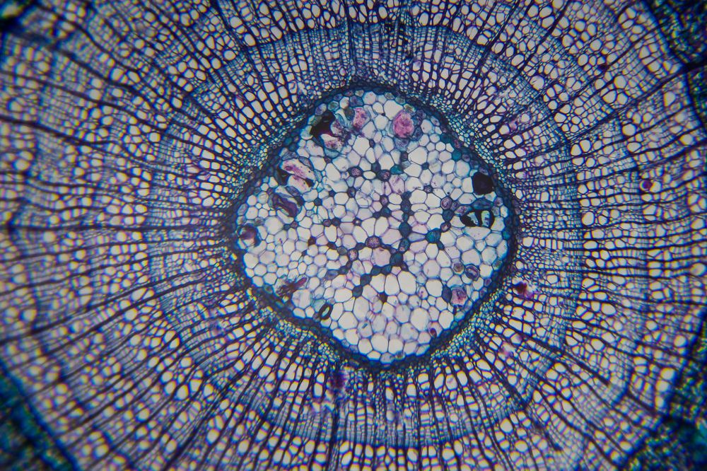Stem of Wood - Cross Section