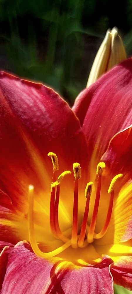 Королевская лилия