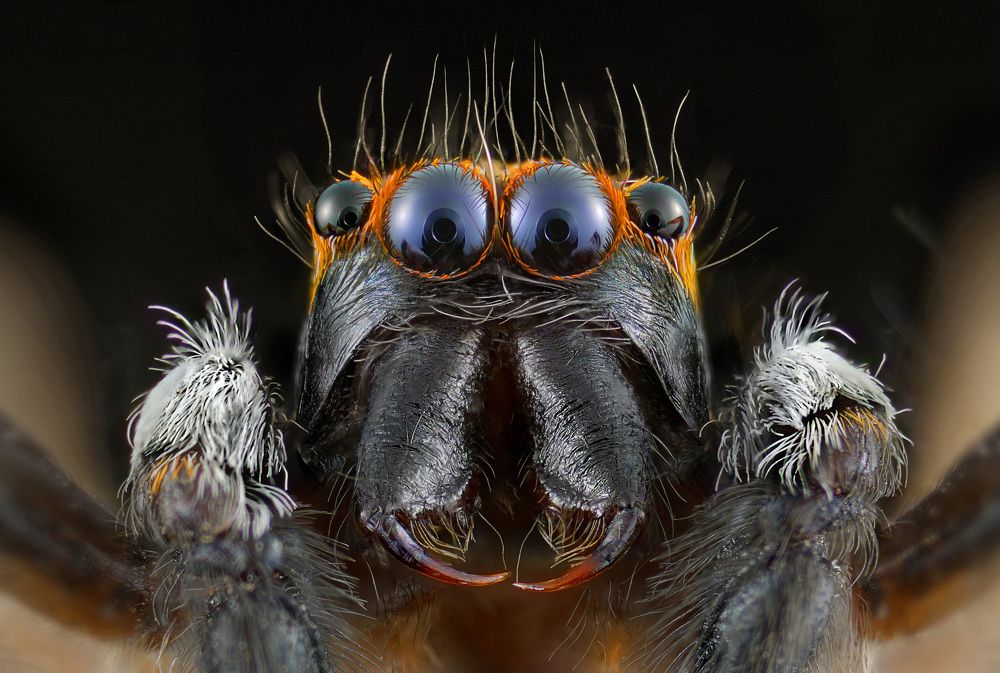 Photograph by Eduardo Modolo