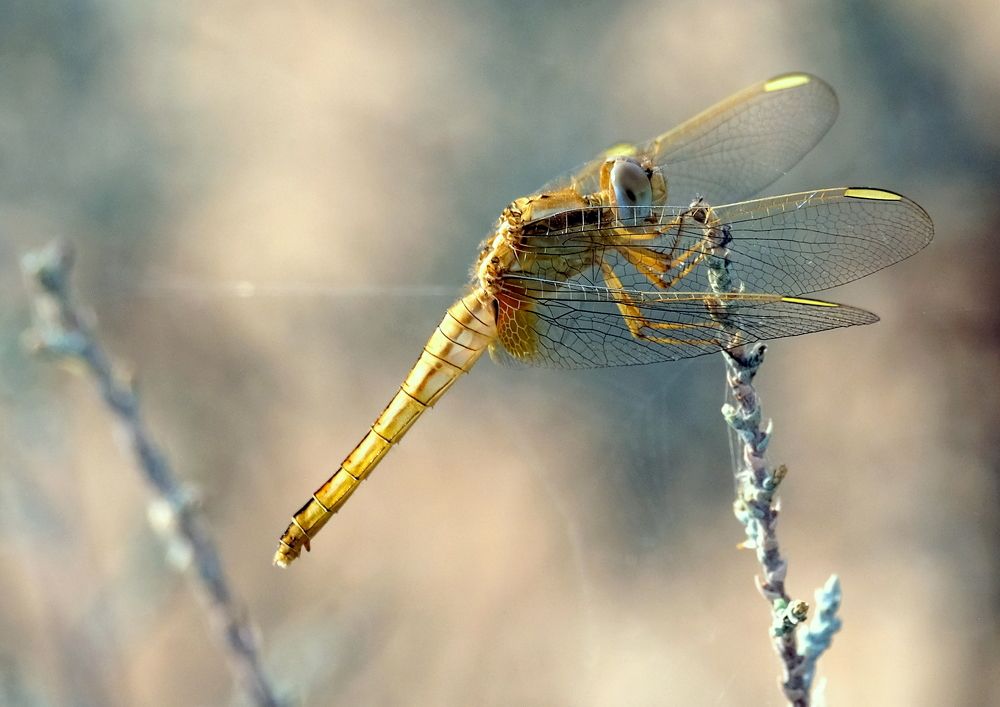 Photograph by veronika malev