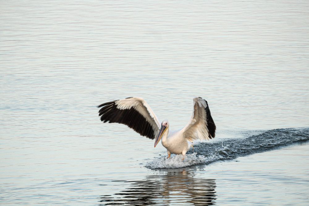 Time has come for the pelicans