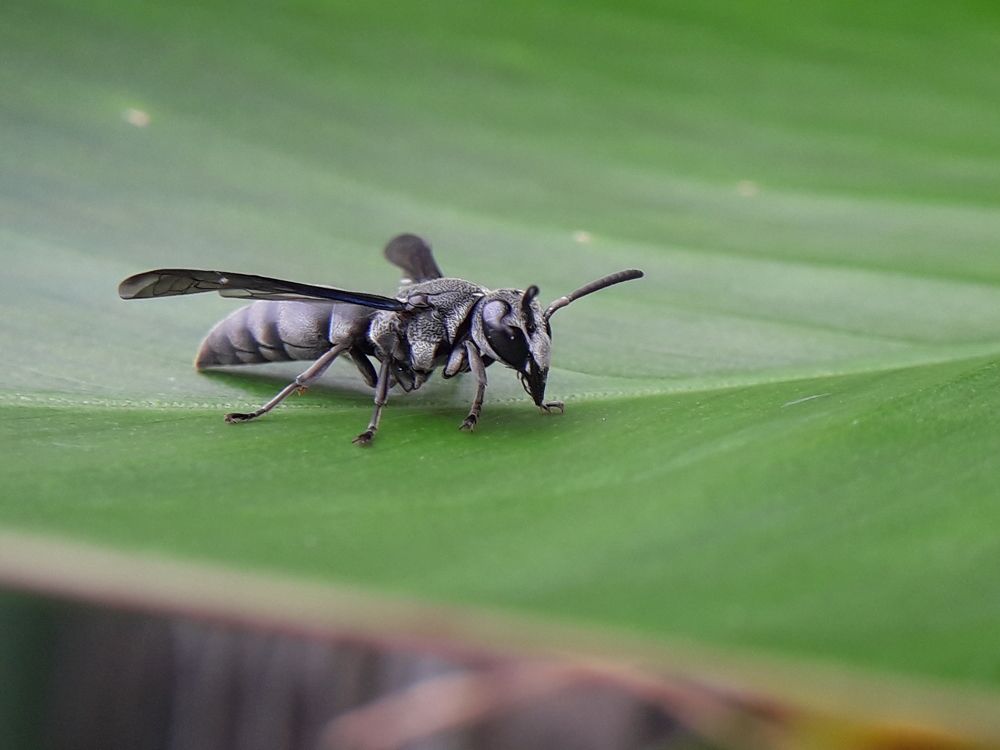 Photograph by Terence Ignatius