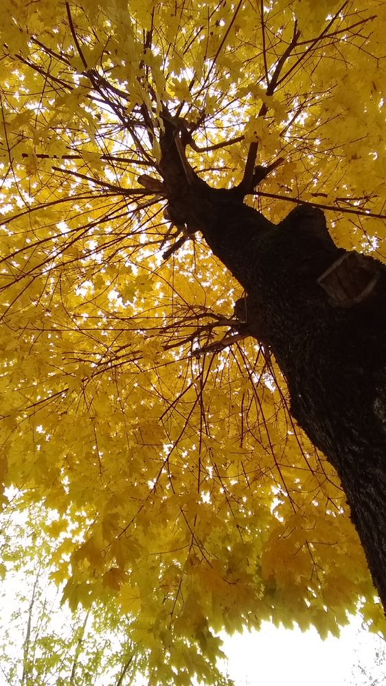 Photo #6636039