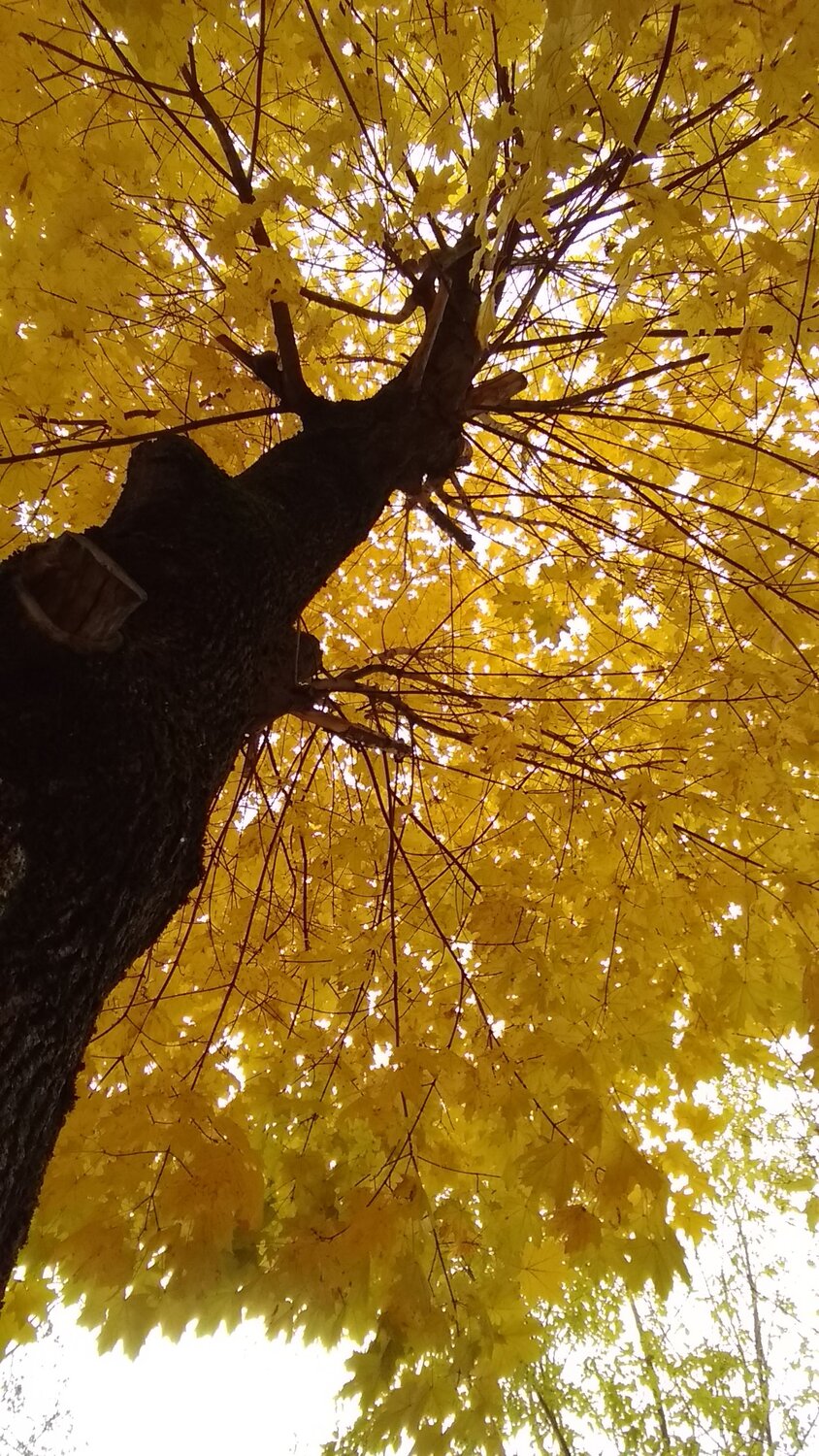 Photo #6636039