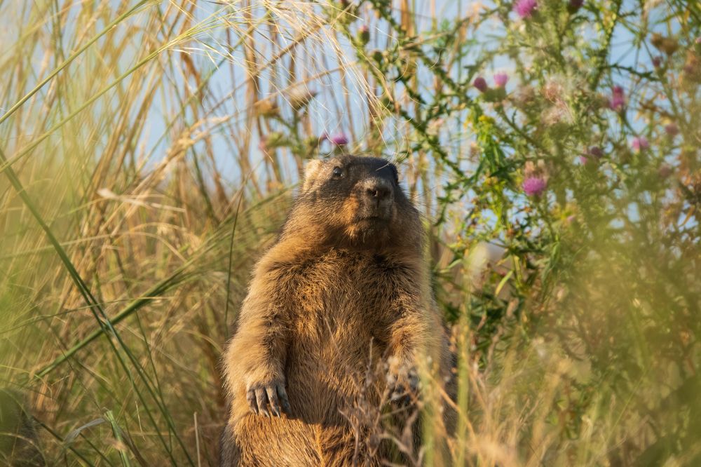 Душа степей