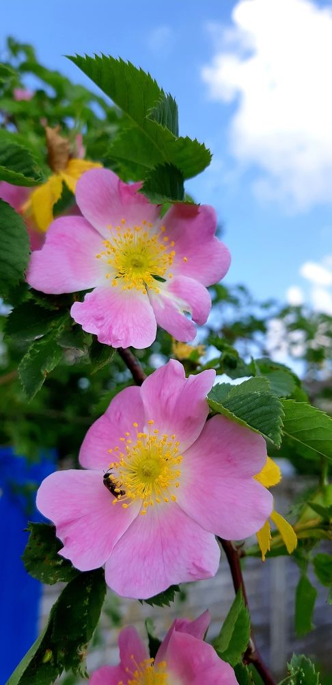 Фотография автора Ирина Лукьянчик