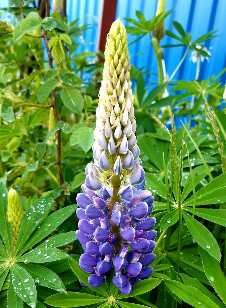 Фотография автора Ирина Лукьянчик