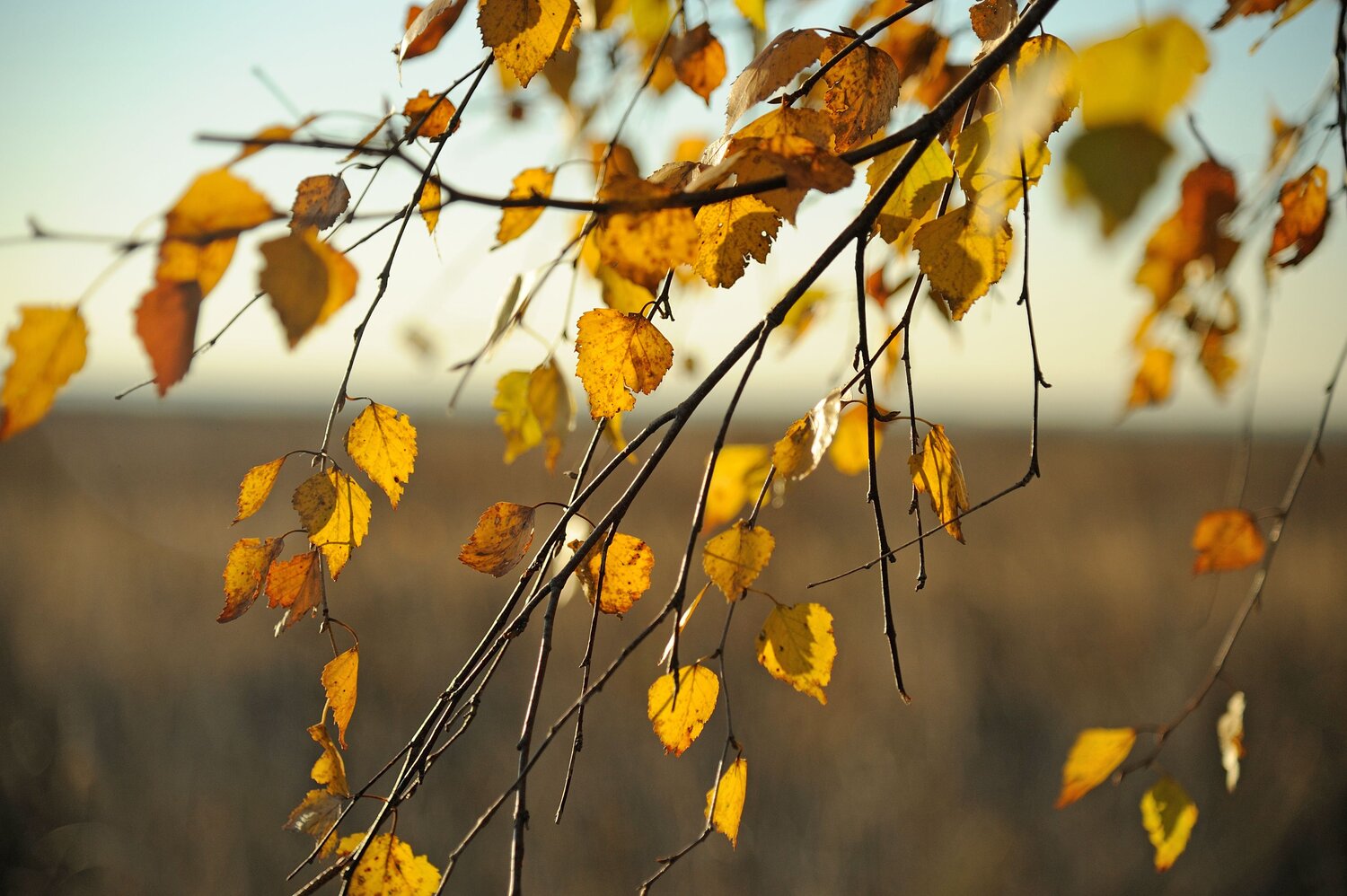 Photo #6636586