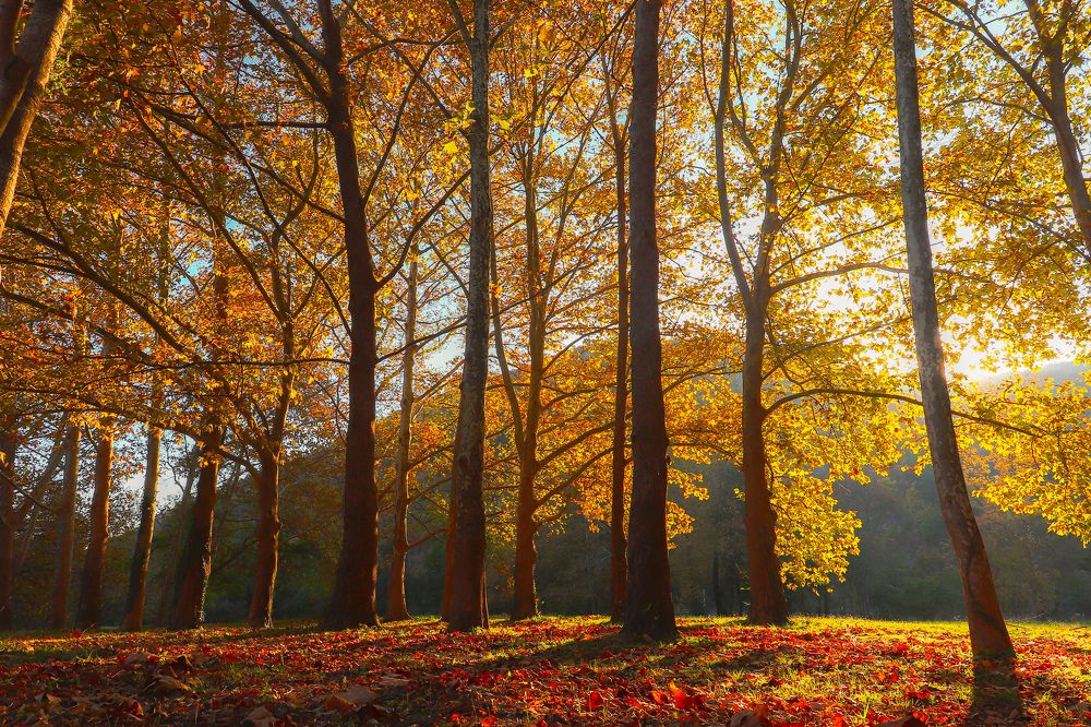 Золотая пора