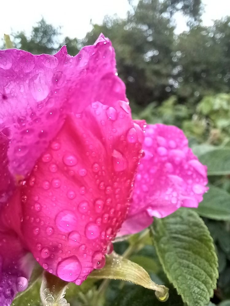 Photograph by Андрей Садчиков