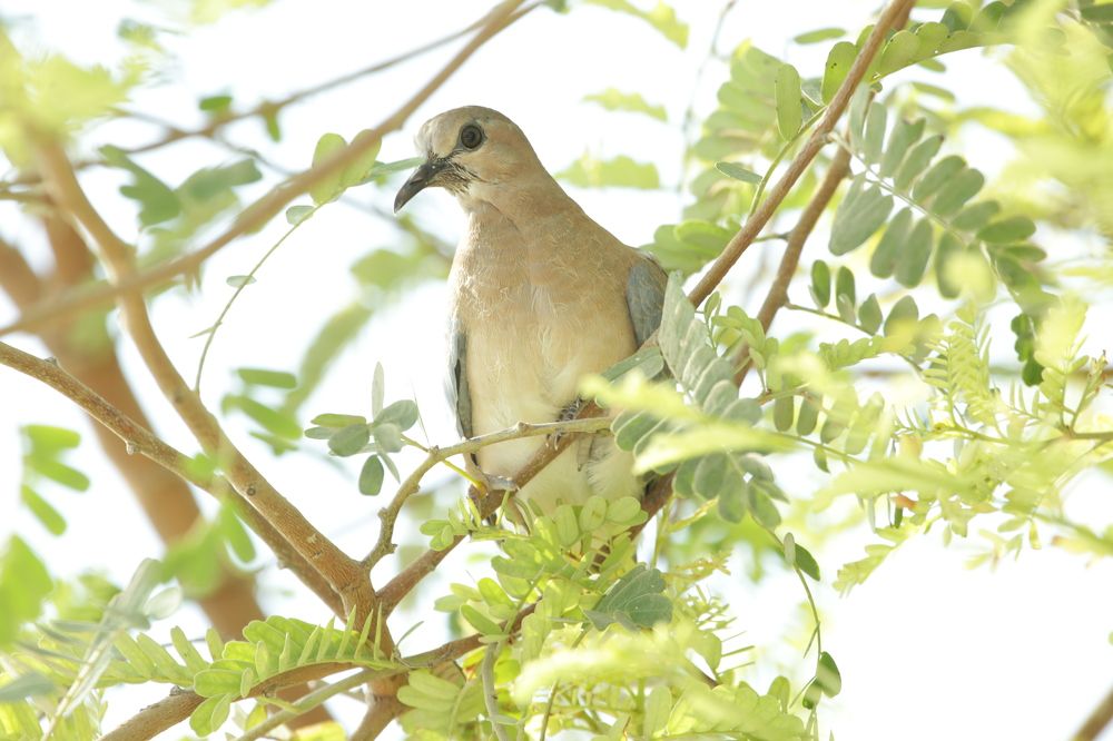 Photograph by Febin Francis