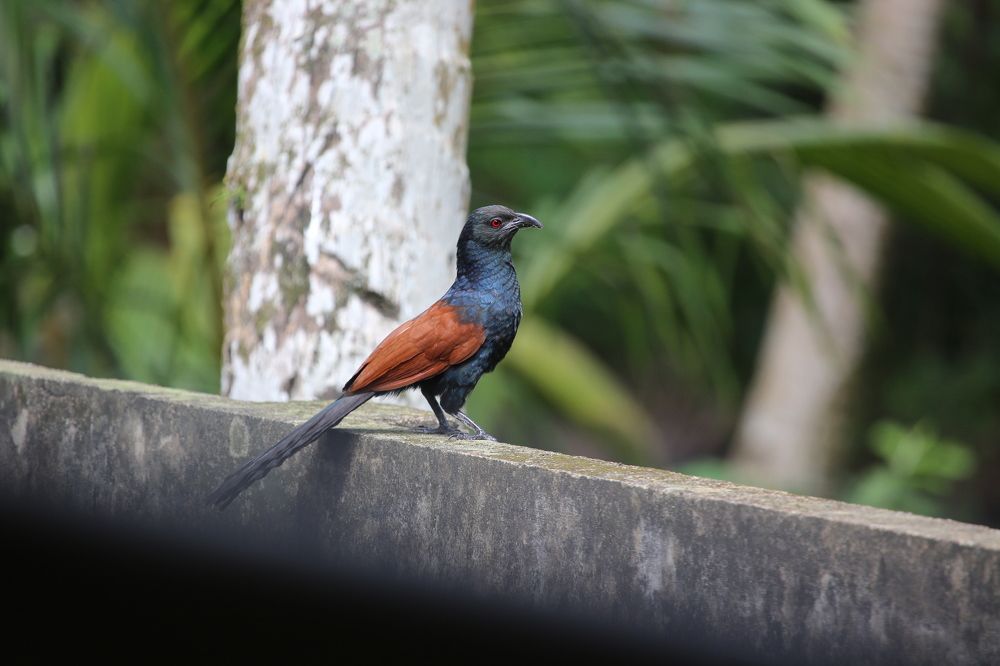 Photograph by Febin Francis