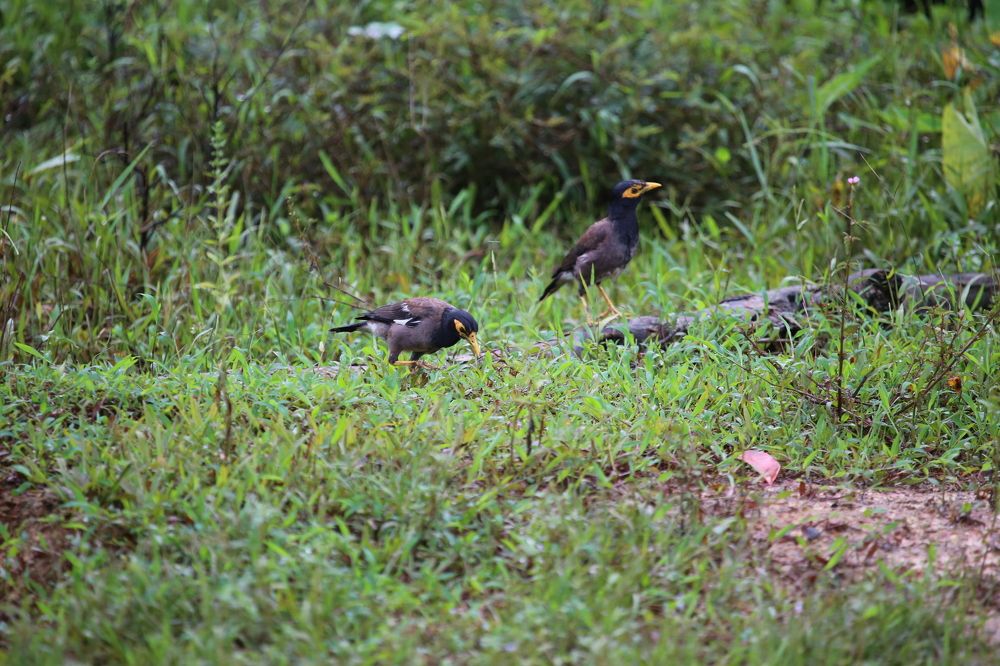 Photograph by Febin Francis