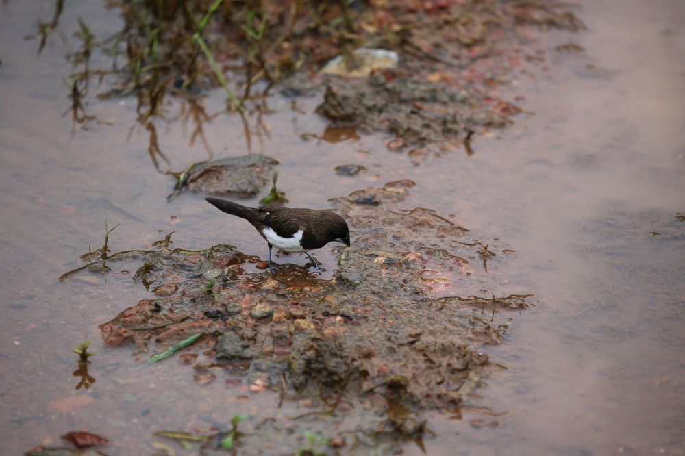 Photograph by Febin Francis