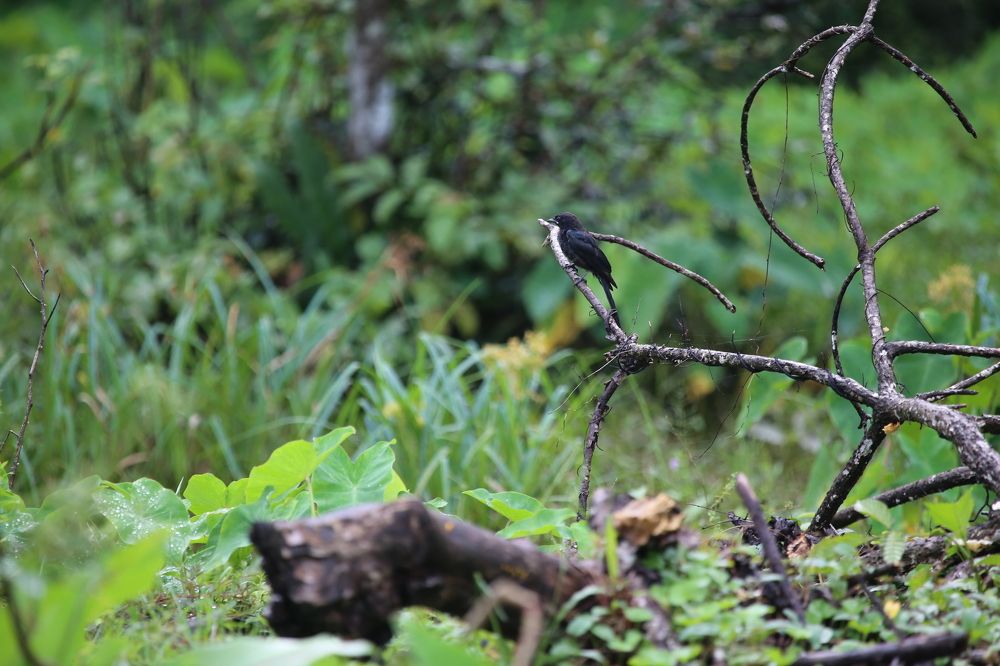 Photograph by Febin Francis