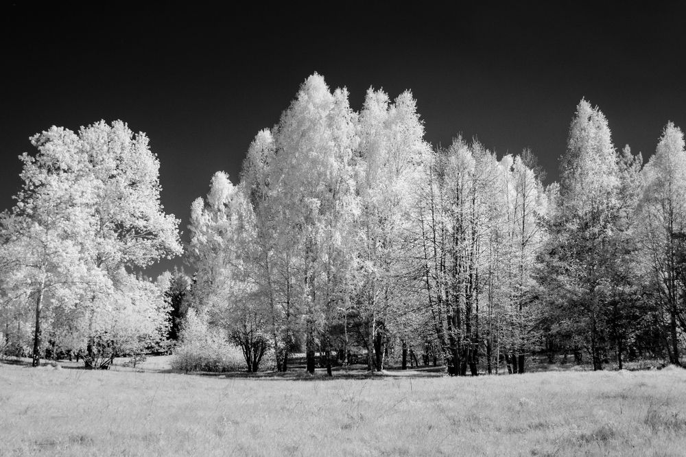 Фотография автора Светлана Фроленко