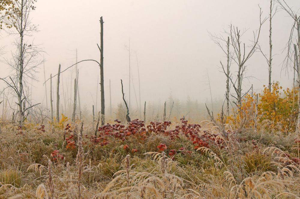 Photograph by Ирина Щеглова