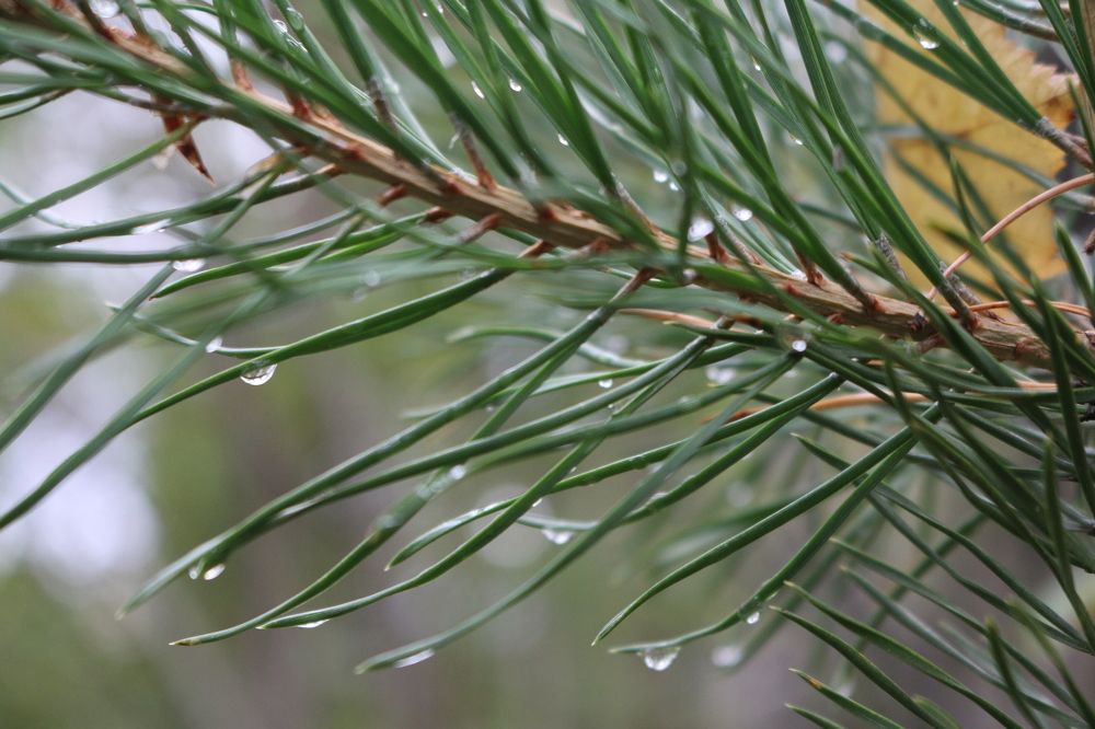 Photograph by Софья