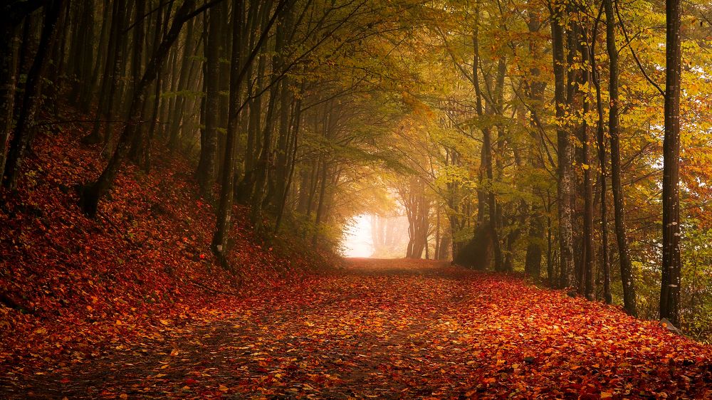 Photograph by Flegner Calin