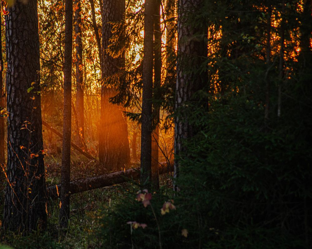 Фотография автора Aлексей Игнатьев
