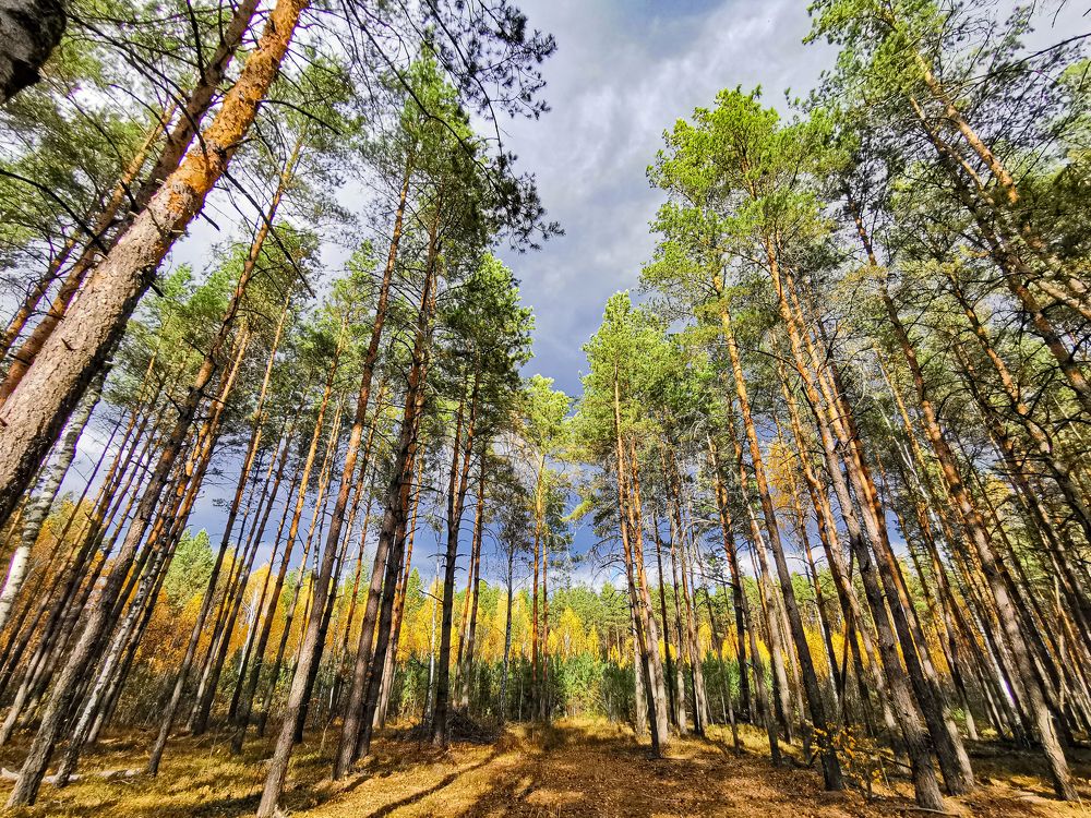 С. Тальськое. Киевская область. Октябрь 2021