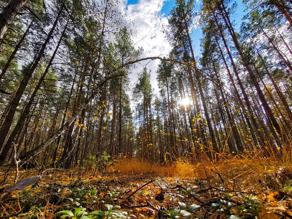 С. Тальськое. Киевская область. Октябрь 2021