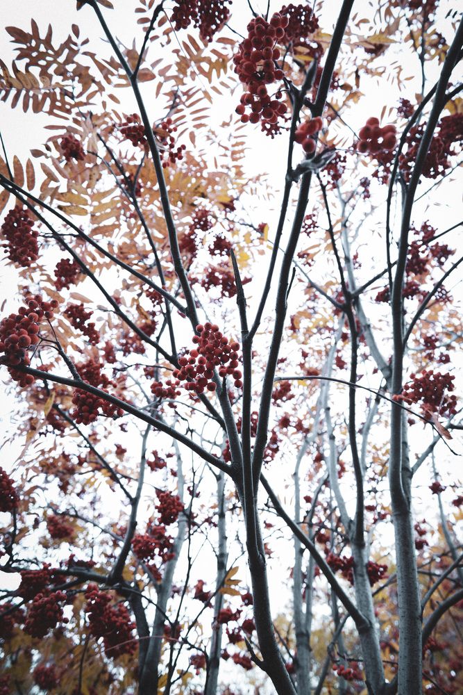 Photograph by Анастасия Хованская