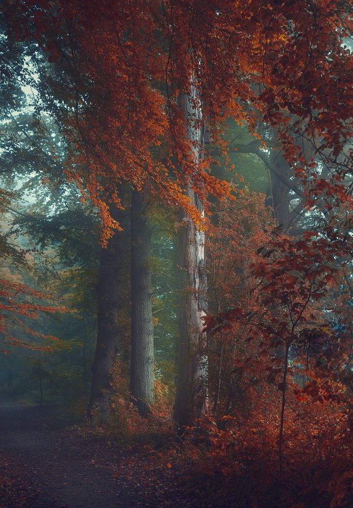 Фотография автора Leompescu Emanuel