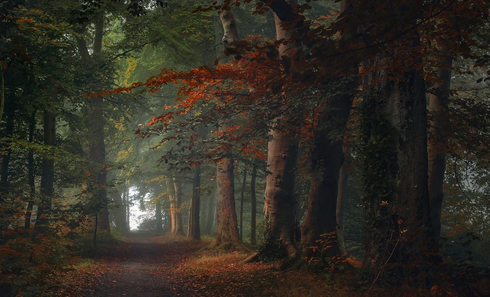 Photograph by Leompescu Emanuel