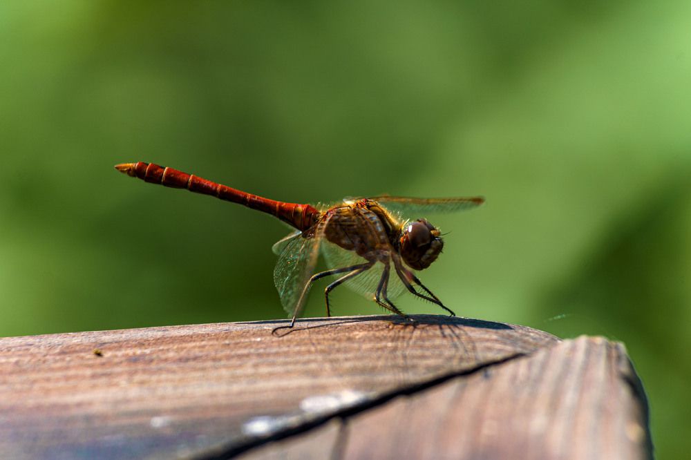 Photograph by Pavel Morozov