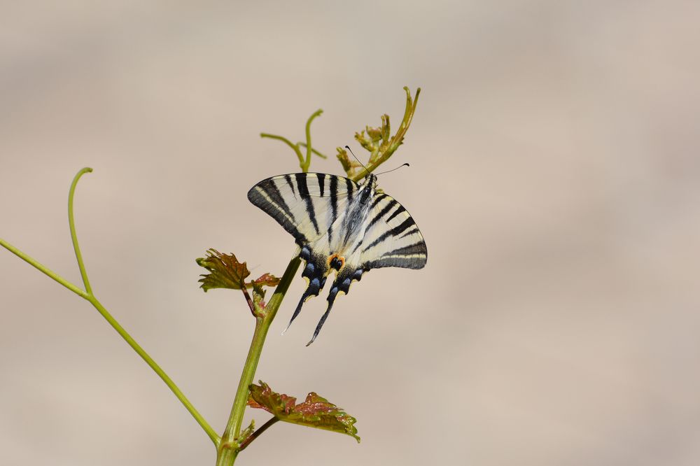 Photograph by Mohammad Amin Ghaffari