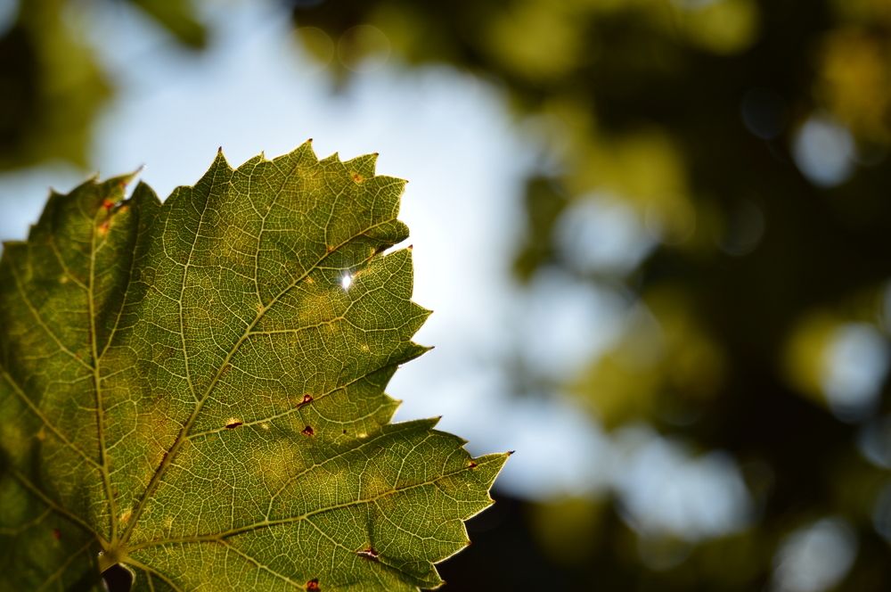 Photograph by Руслан Пелин